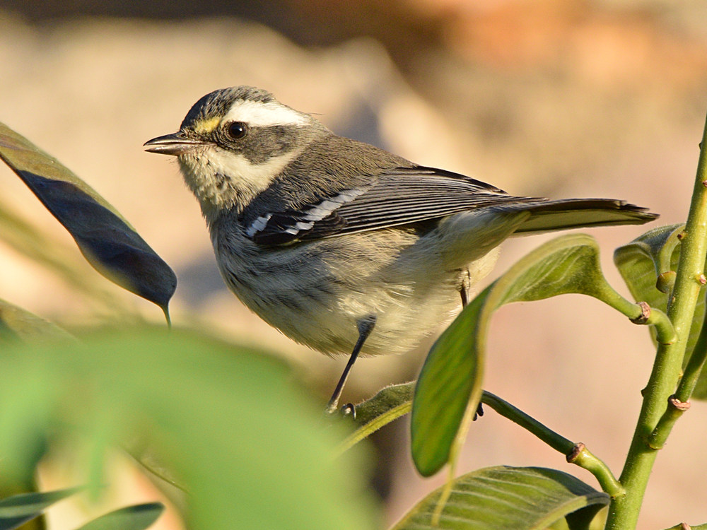 BlackThroatGrayWarbler4.jpg