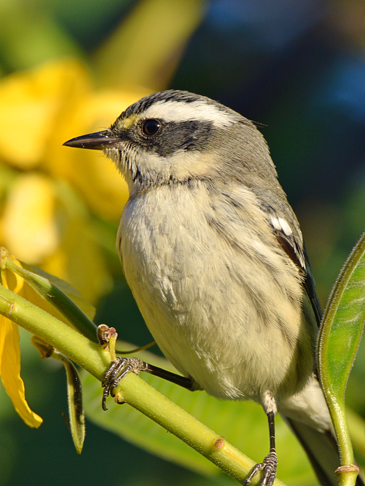 BlackThroatGrayWarbler6.jpg