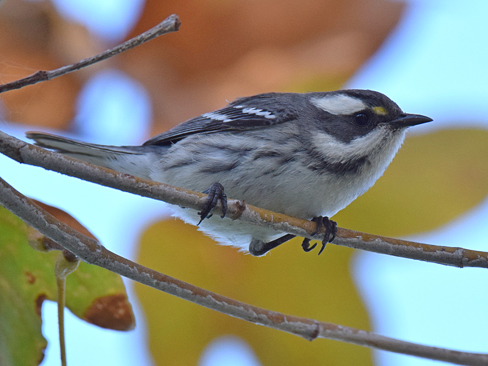 BlackThroatWarbler.jpg