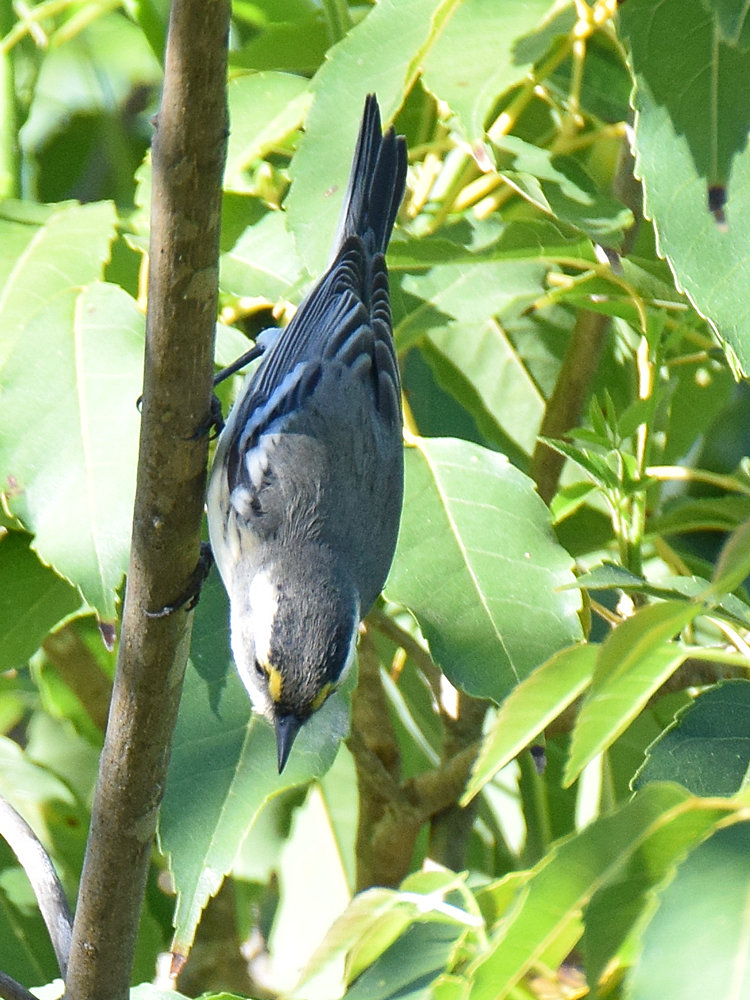 BlackThroatWarbler.jpg