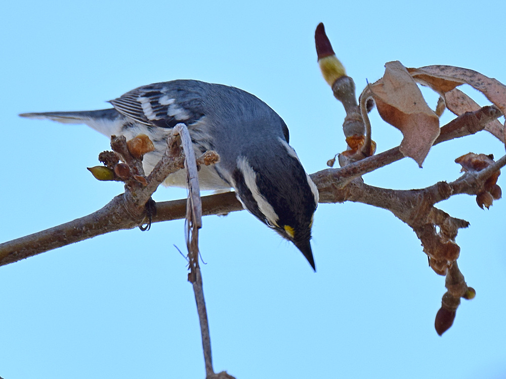 BlackThroatWarbler3.jpg
