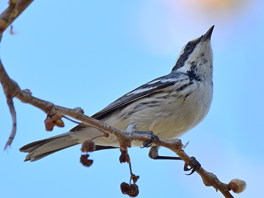 BlackThroatWarbler4.jpg