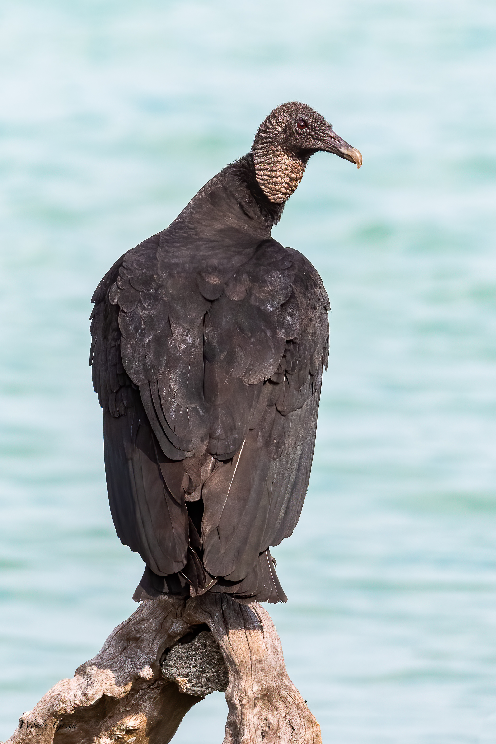 BlackVulture-611.jpg