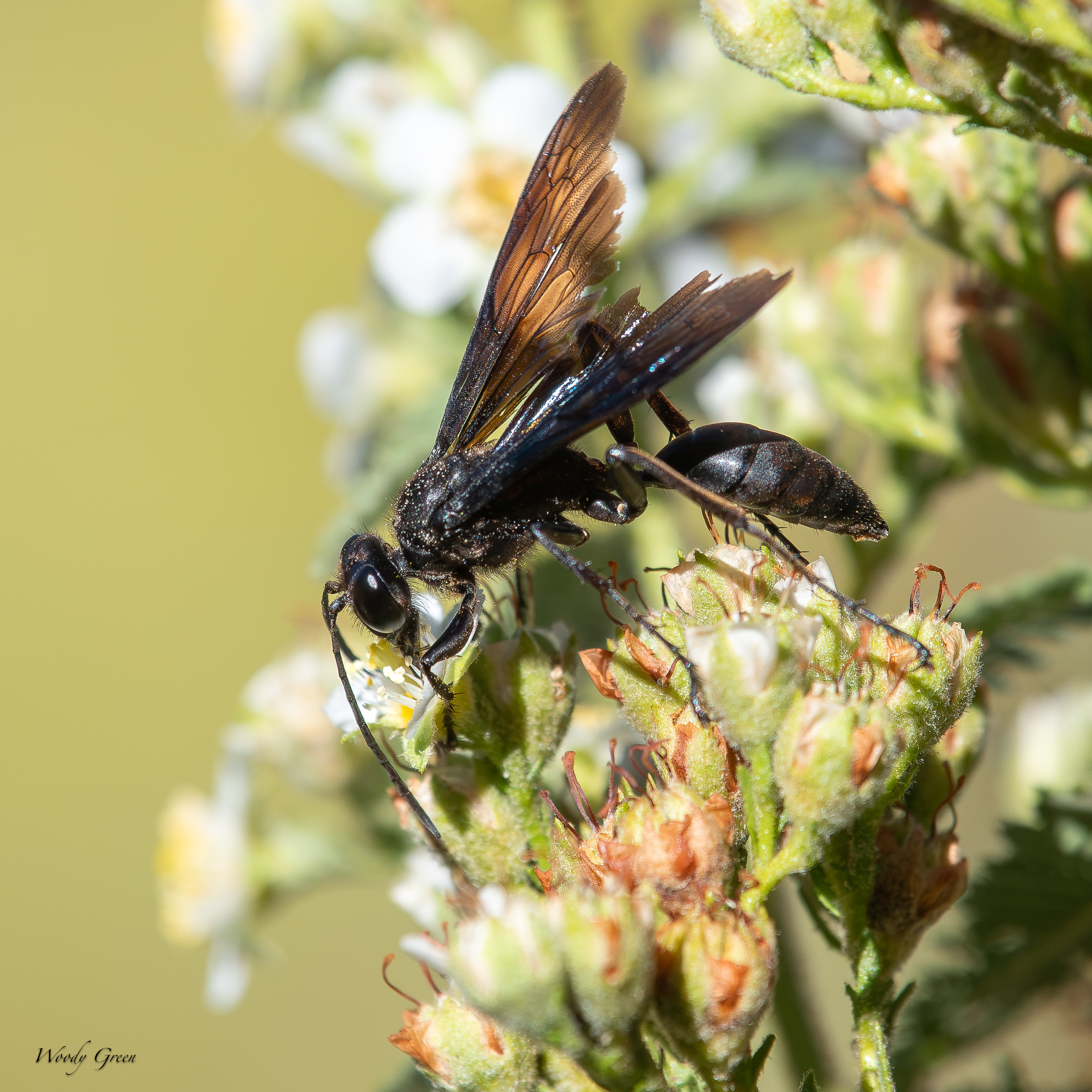 BlackWasp-745.jpg