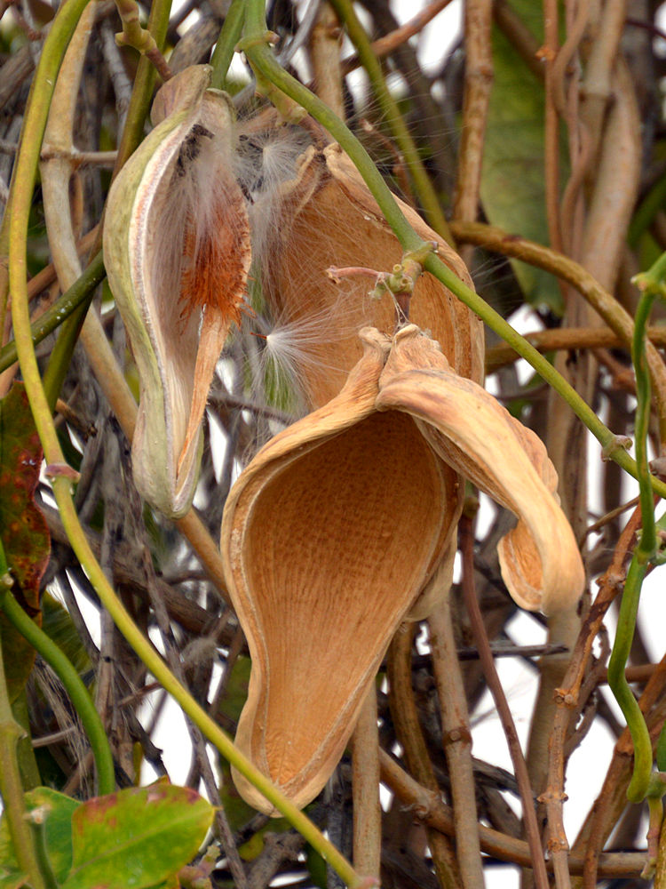 Bladderpod.jpg