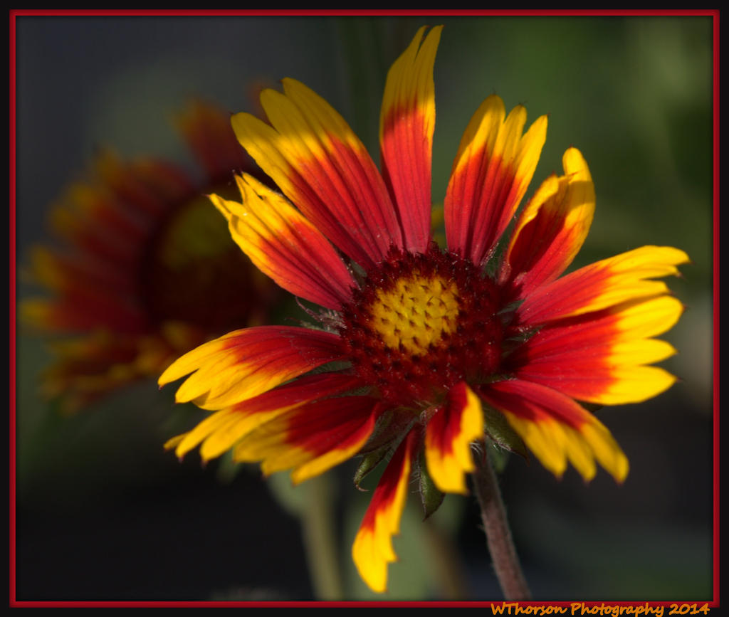 Blanket Flower 2.jpg