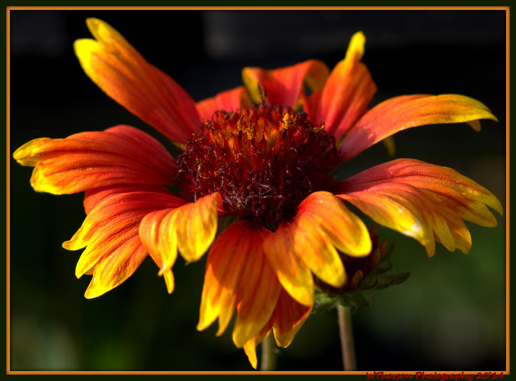 Blanket Flower.jpg