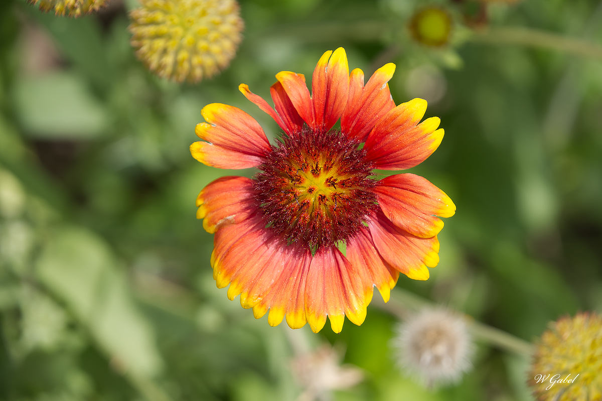 Blanket flower sm.jpg