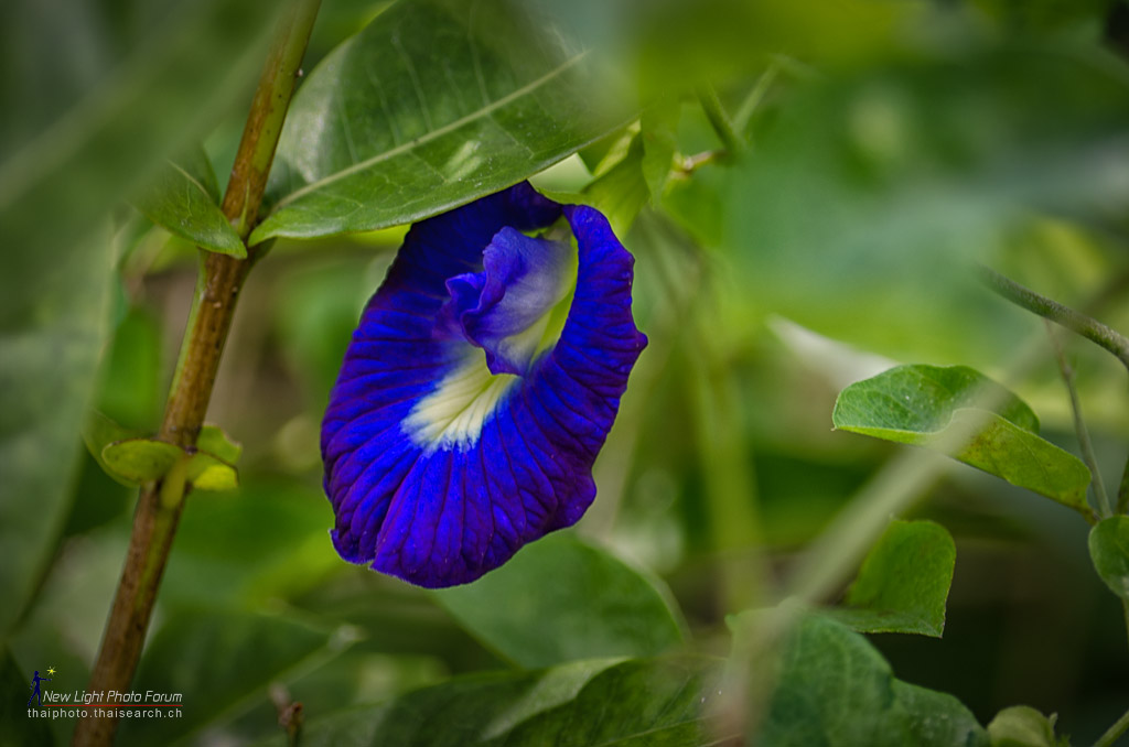blaueblume.jpg