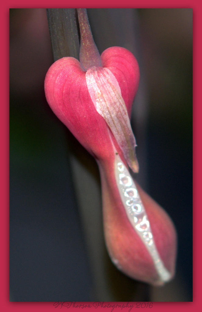 Bleeding Heart 4-3-2016.jpg