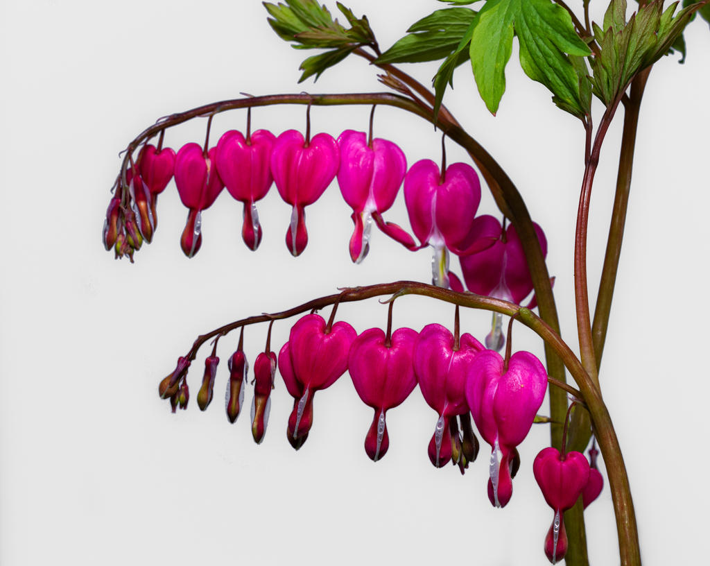 Bleeding Hearts 1c (1 of 1).jpg