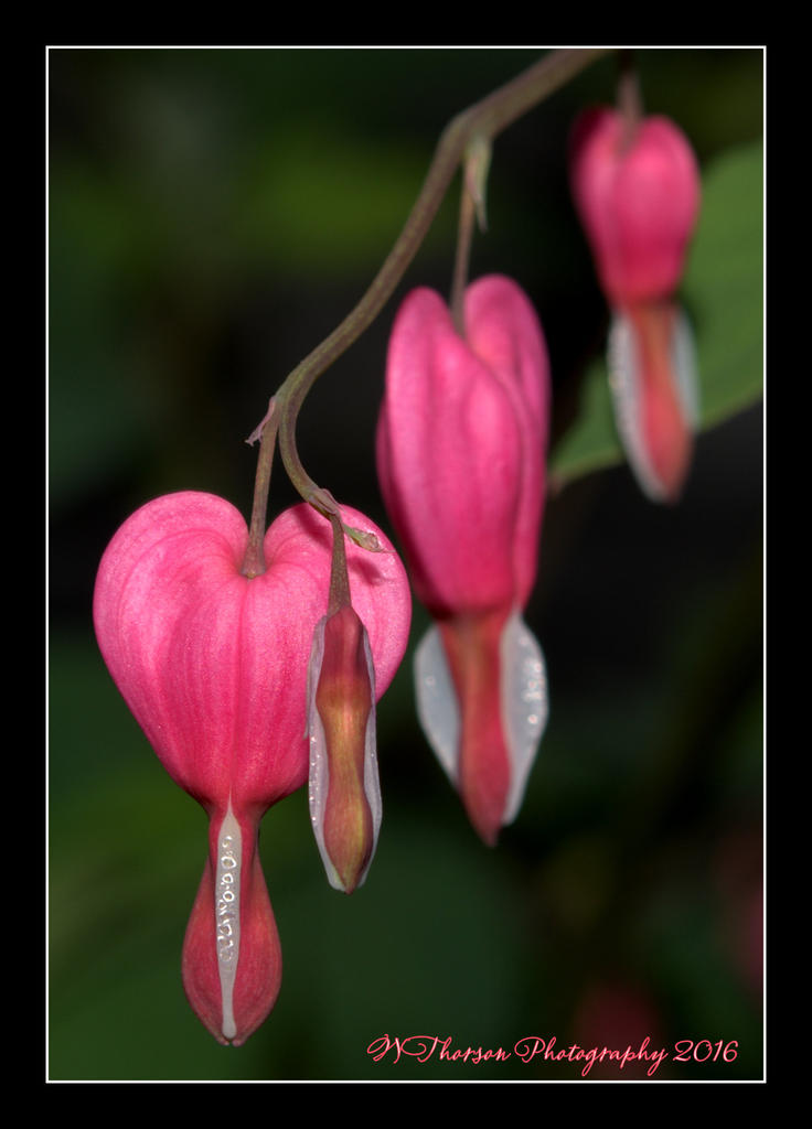 Bleeding Hearts  5-22-2016.jpg