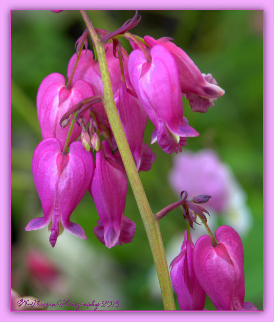 Bleeding Hearts 5-7-2016.jpg