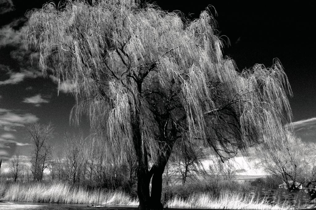 blk wht.jpg