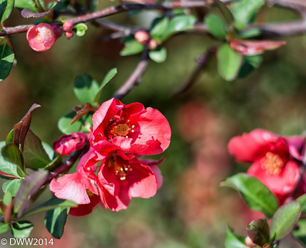 Blooming Bush (1 of 1).jpg