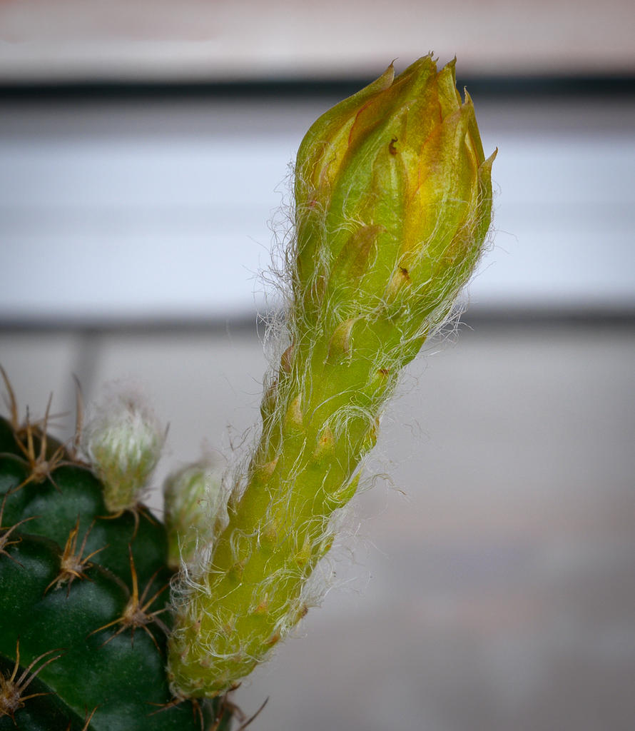 blooming-soon-1.jpg
