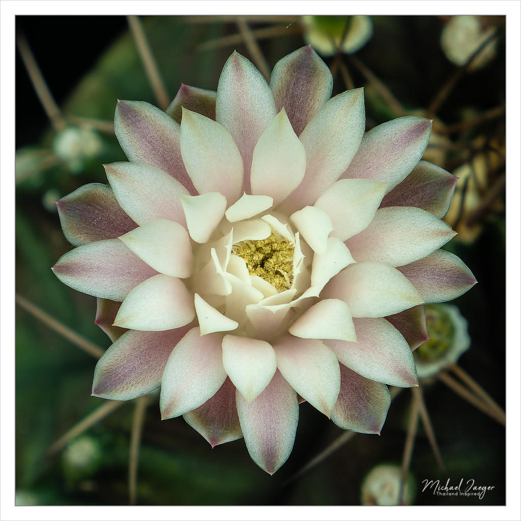 blosom-on-caactus.jpg