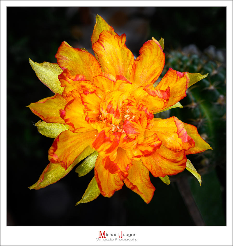blossom-1-2.jpg