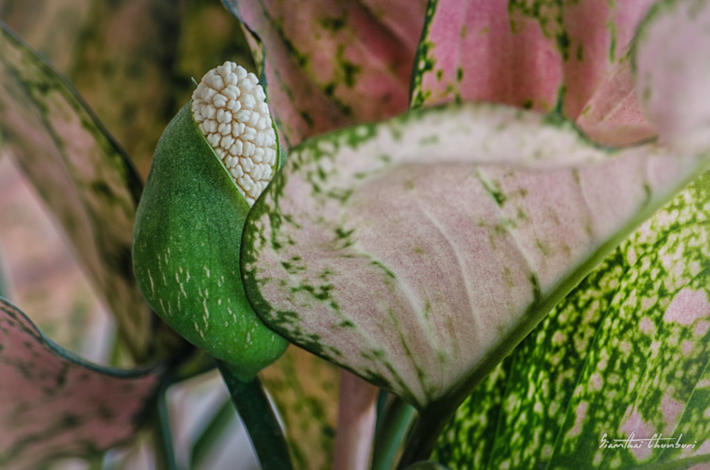 blossom-1.jpg