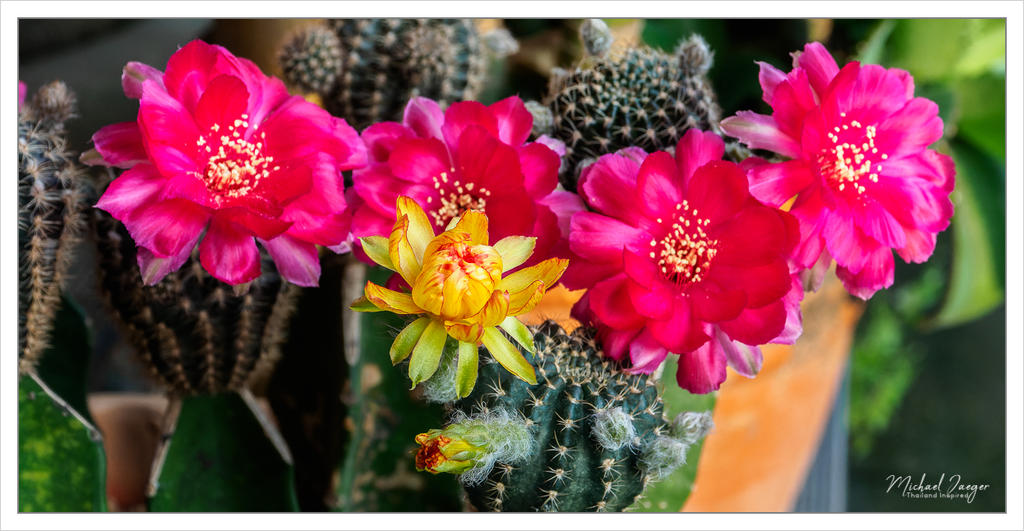 blossom-1.jpg