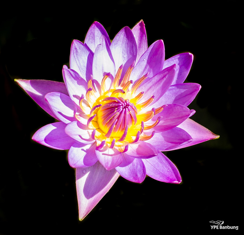blossom-purple-1.jpg