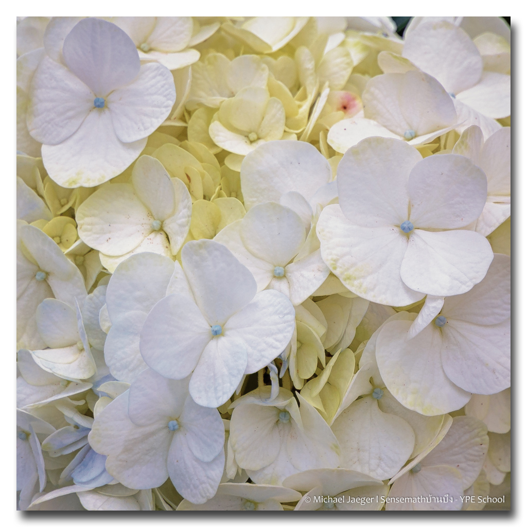 blossom-white-2.jpg