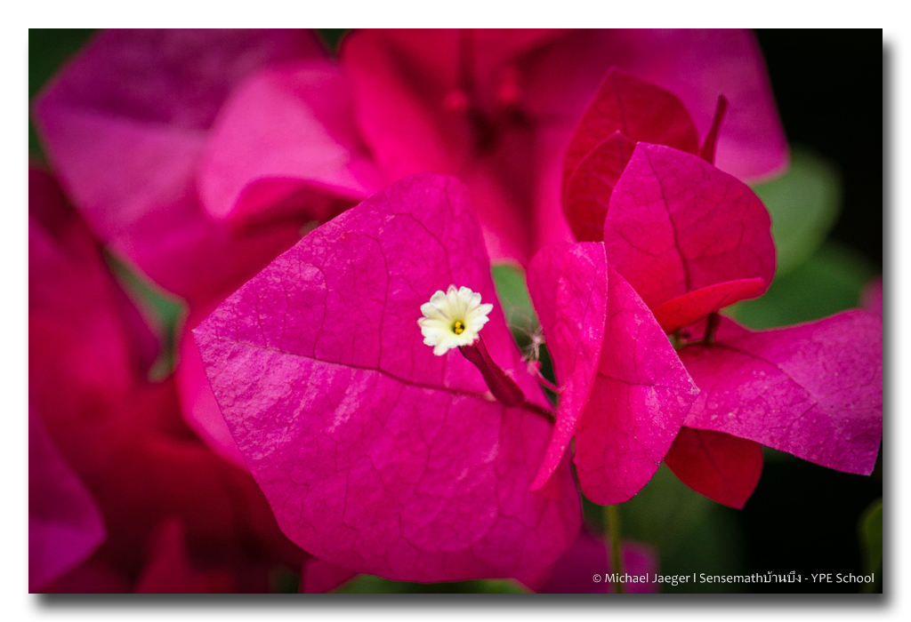 blossom-white.jpg