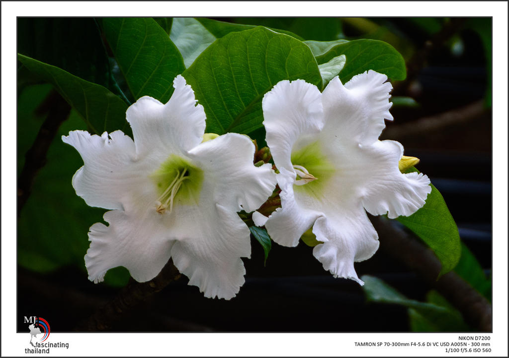 blossoms-high-on-a-tree.jpg