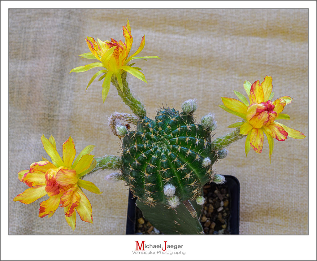 blossoms-morning-cactus-1.jpg