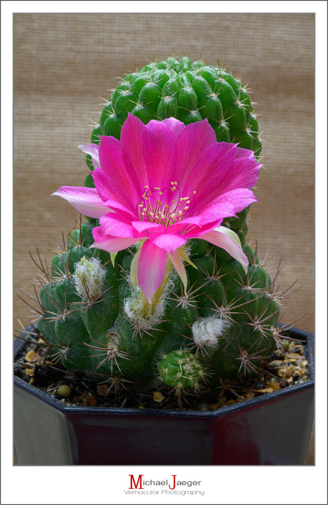 blossoms-morning-cactus-2.jpg