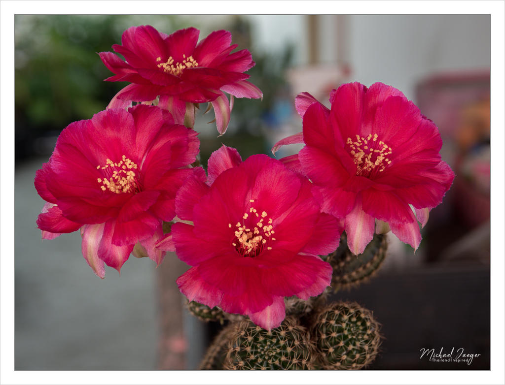 blossoms-of-cactus-1.jpg