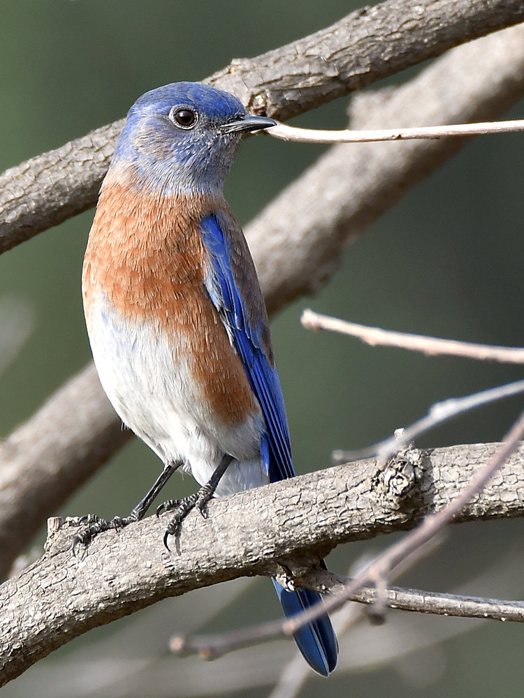 Blubird.jpg