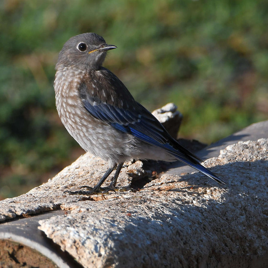 Blubird.jpg