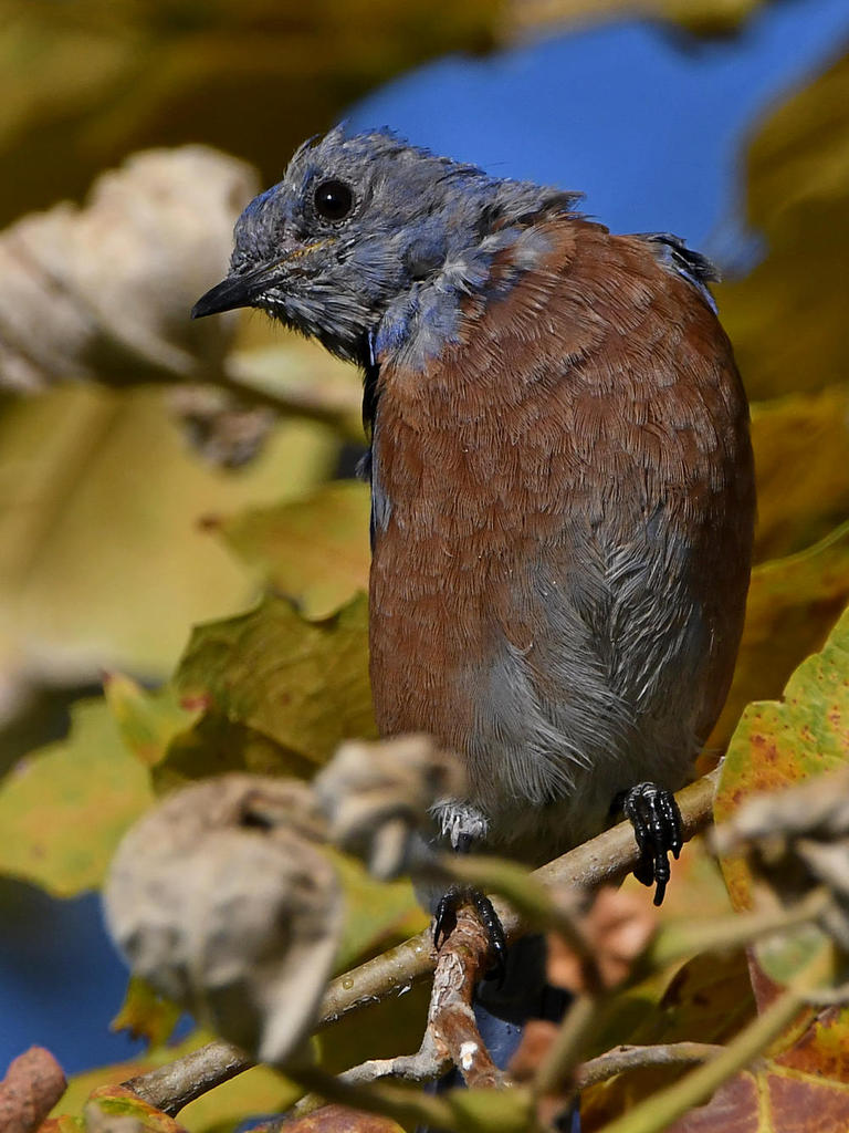 Blubird2.jpg