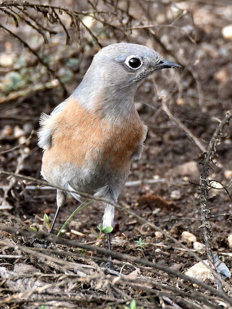Blubird3.jpg
