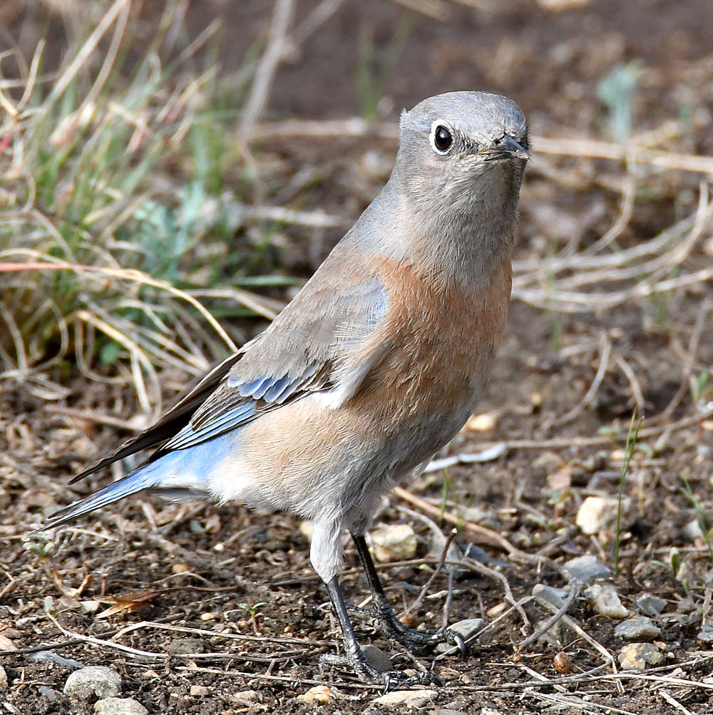 Blubird4.jpg