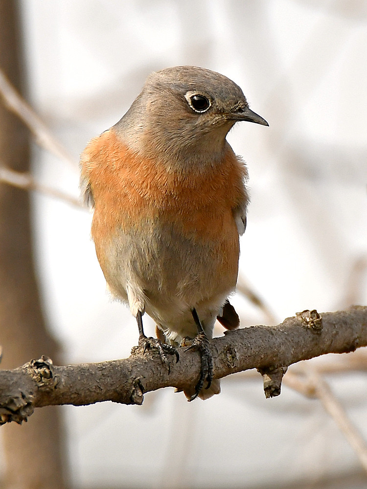 Blubird5.jpg