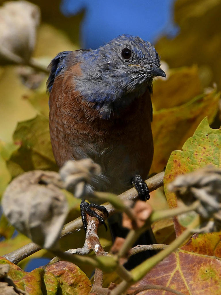 Blubird5.jpg