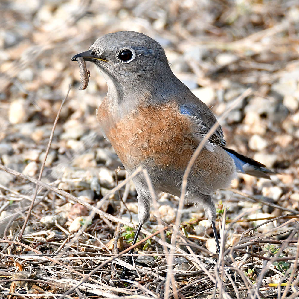Blubird6.jpg