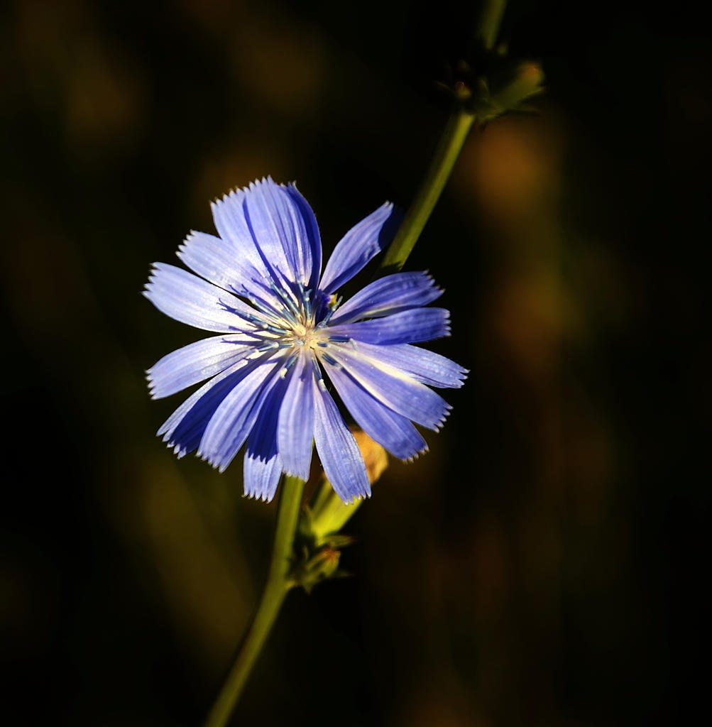 BLUE 007.jpg