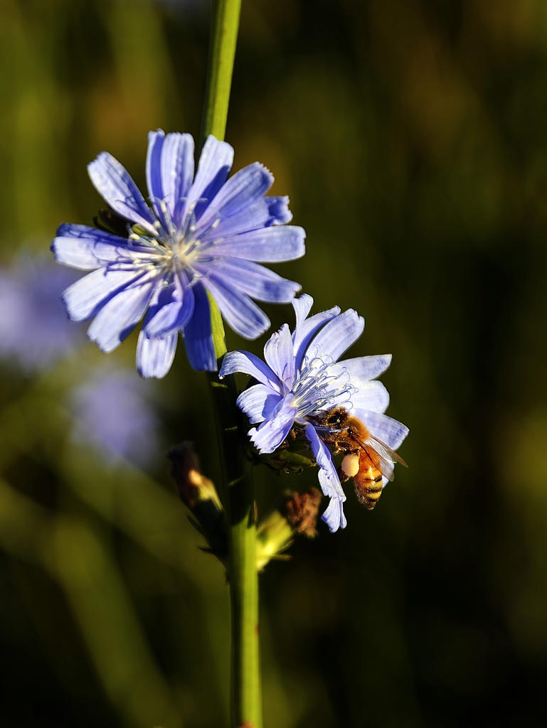 BLUE 013.jpg