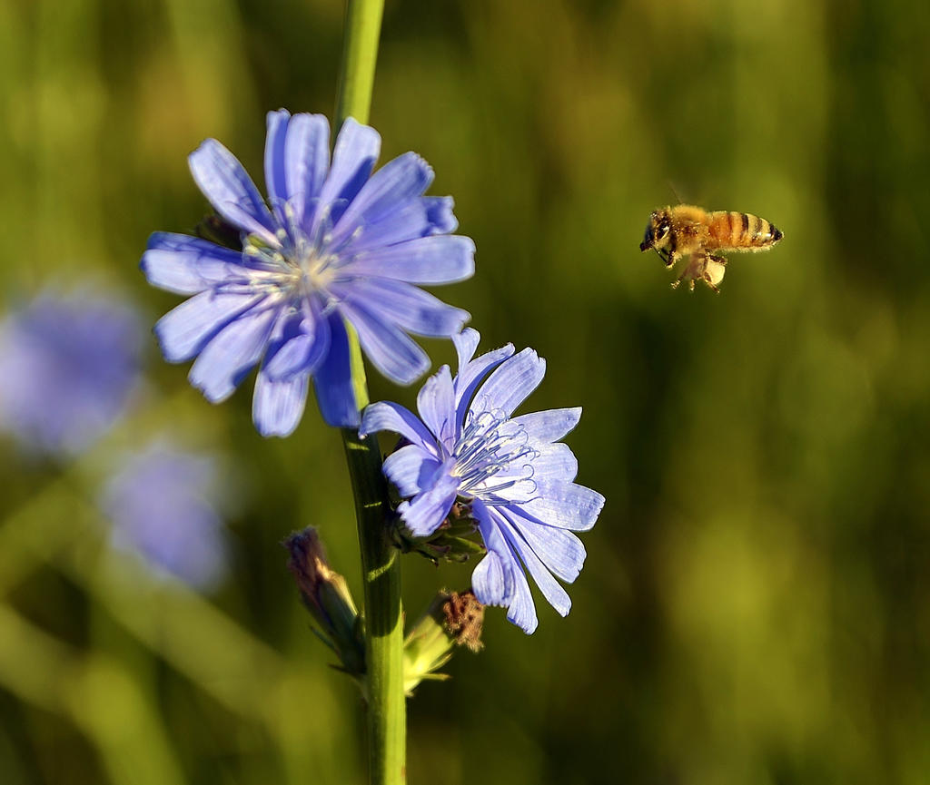 BLUE 016.jpg