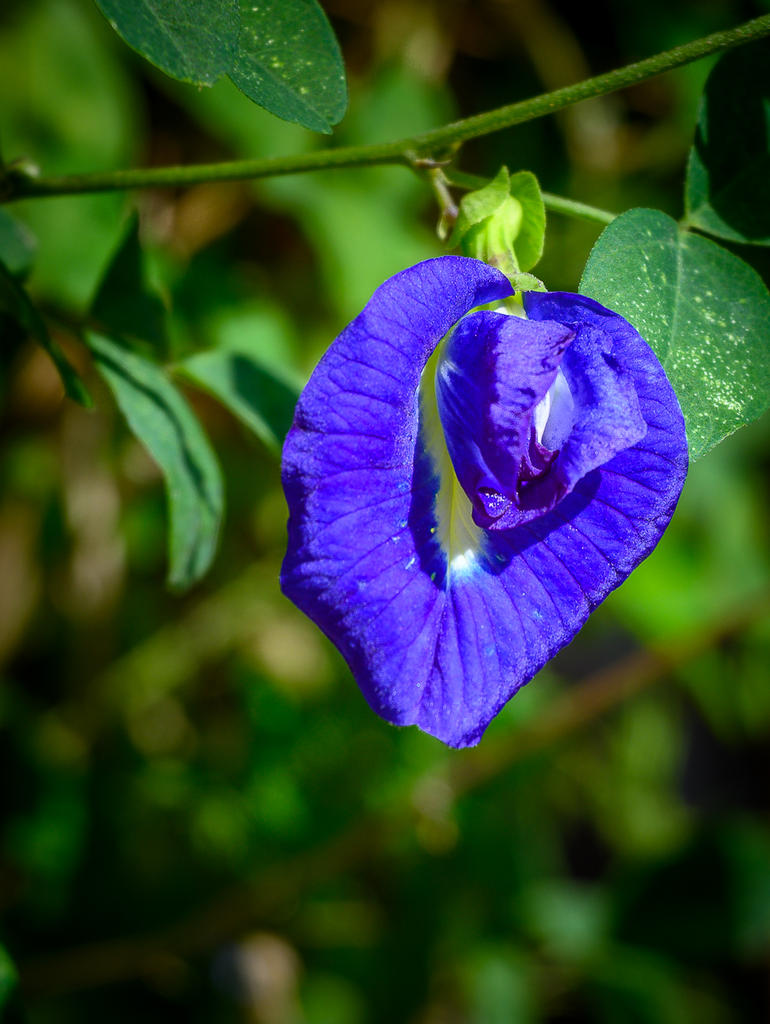 blue-1-2.jpg