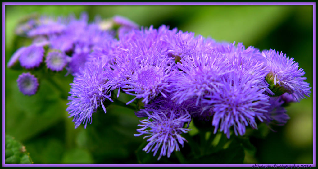 Blue Ageratum.jpg