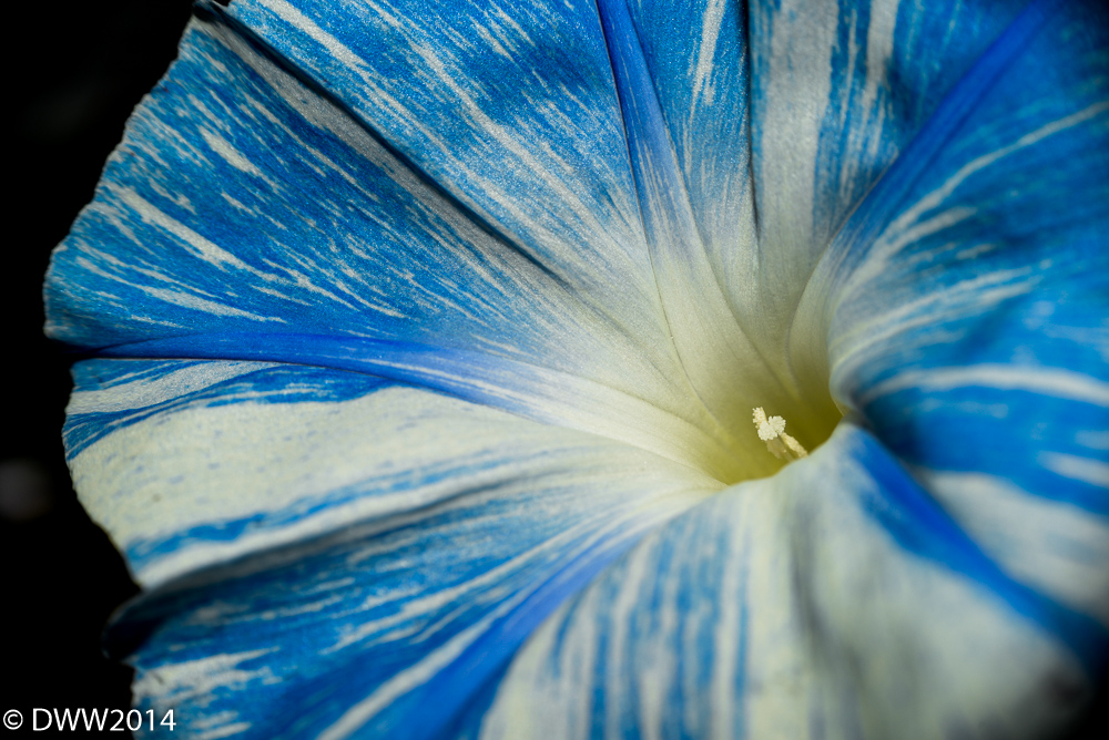 Blue and white2 (1 of 1).jpg