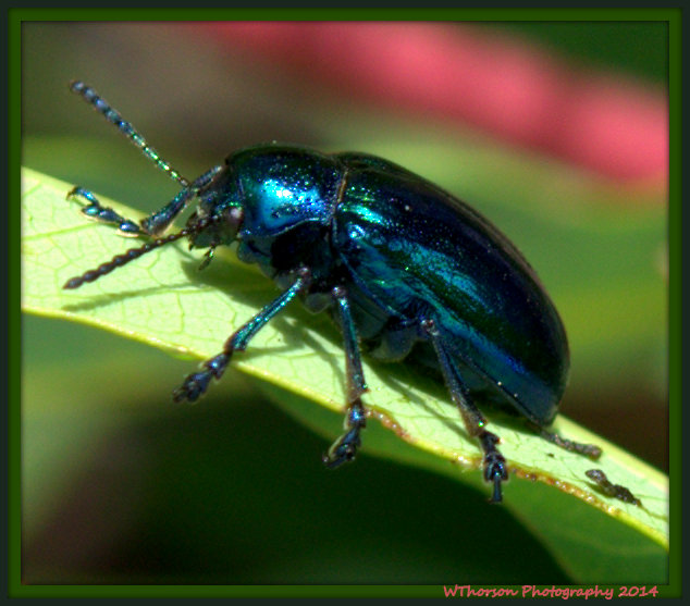 Blue Beetle.jpg