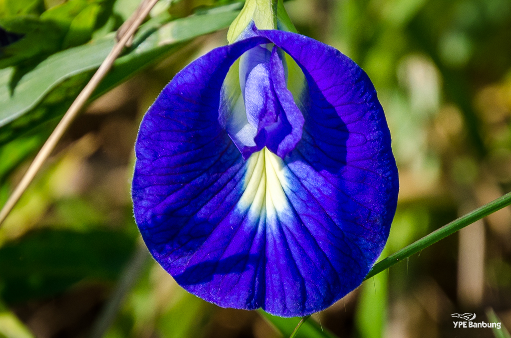 blue-blossom-1.jpg