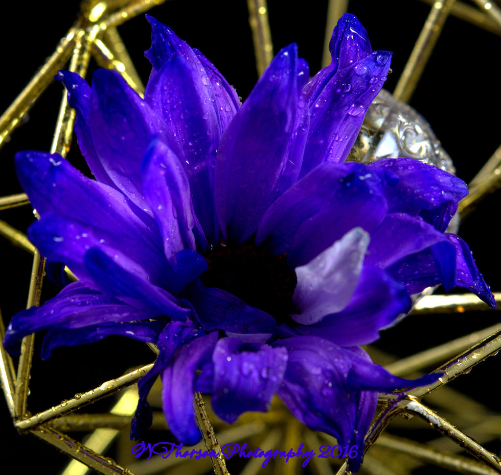 Blue Daisy 12-23-2016.jpg