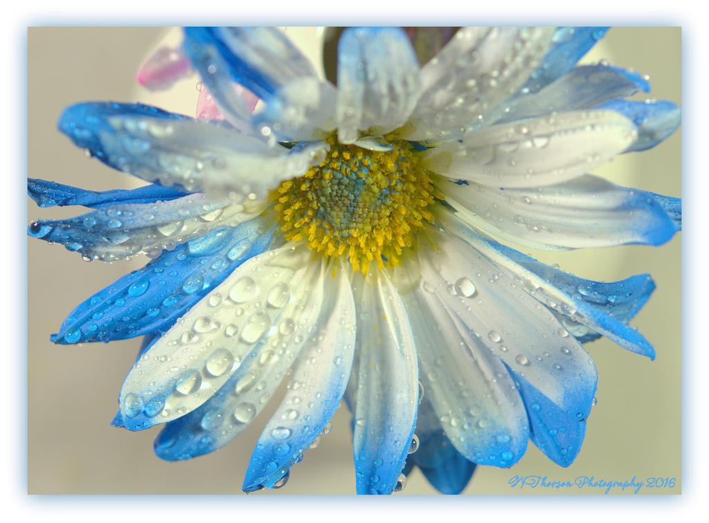 Blue Daisy 2-18-2016.jpg