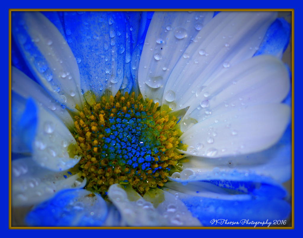 Blue Daisy Close Up 2-12-2016.jpg